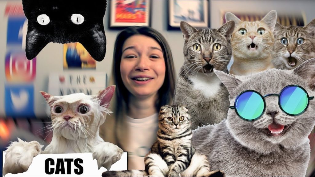 Nottingham Vlog – Nott’m Lass – Cats Life